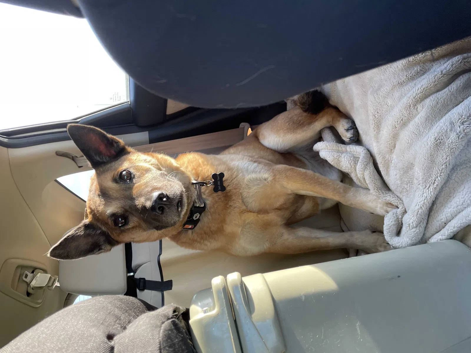 Lost dog in Commerce City, CO, 80022