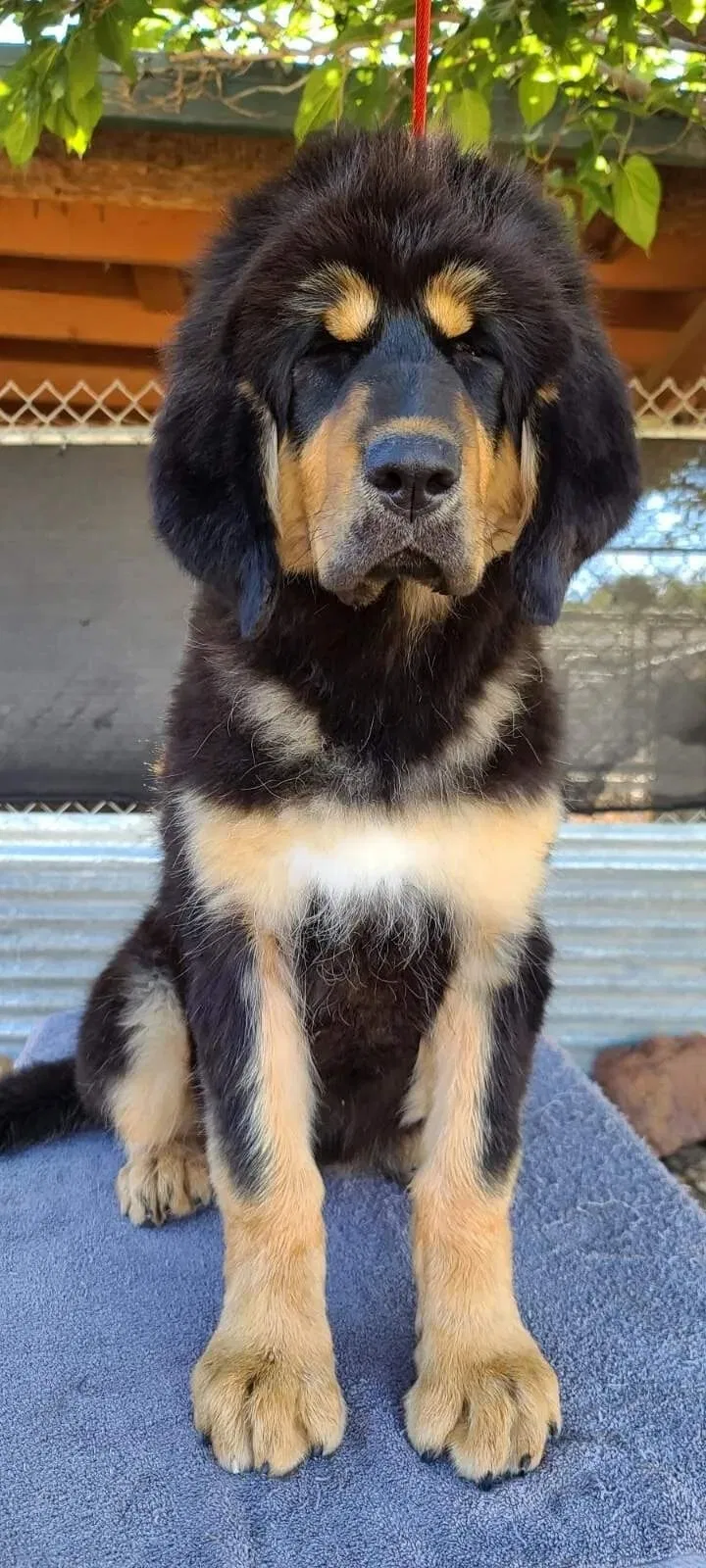 Lost dog in Colorado Springs, CO, 80911