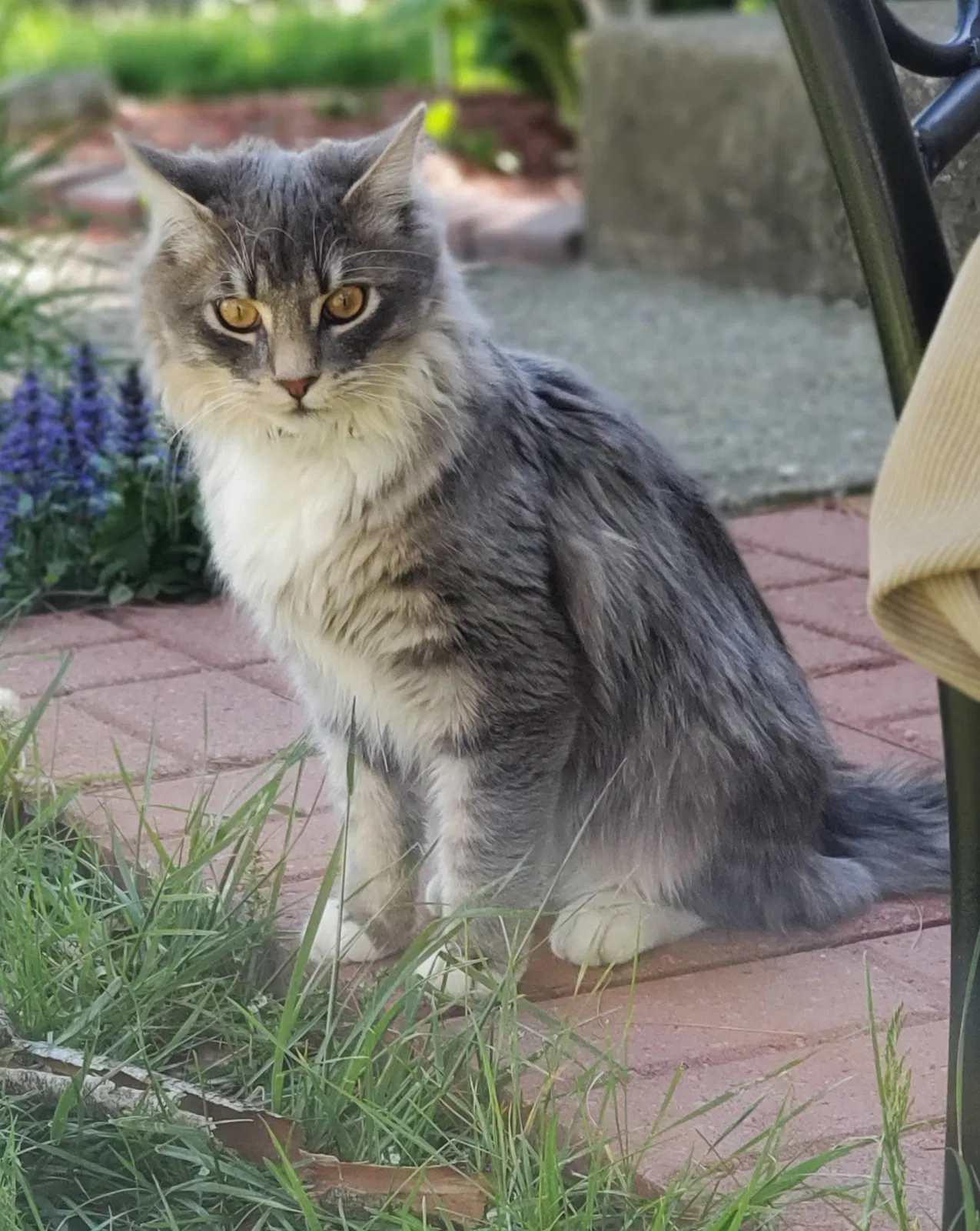Lost cat in Galloway, OH, 43119