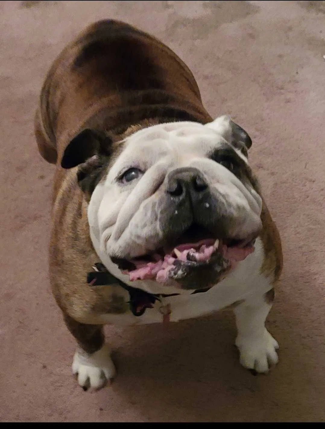 Lost dog in Spokane, WA, 99224