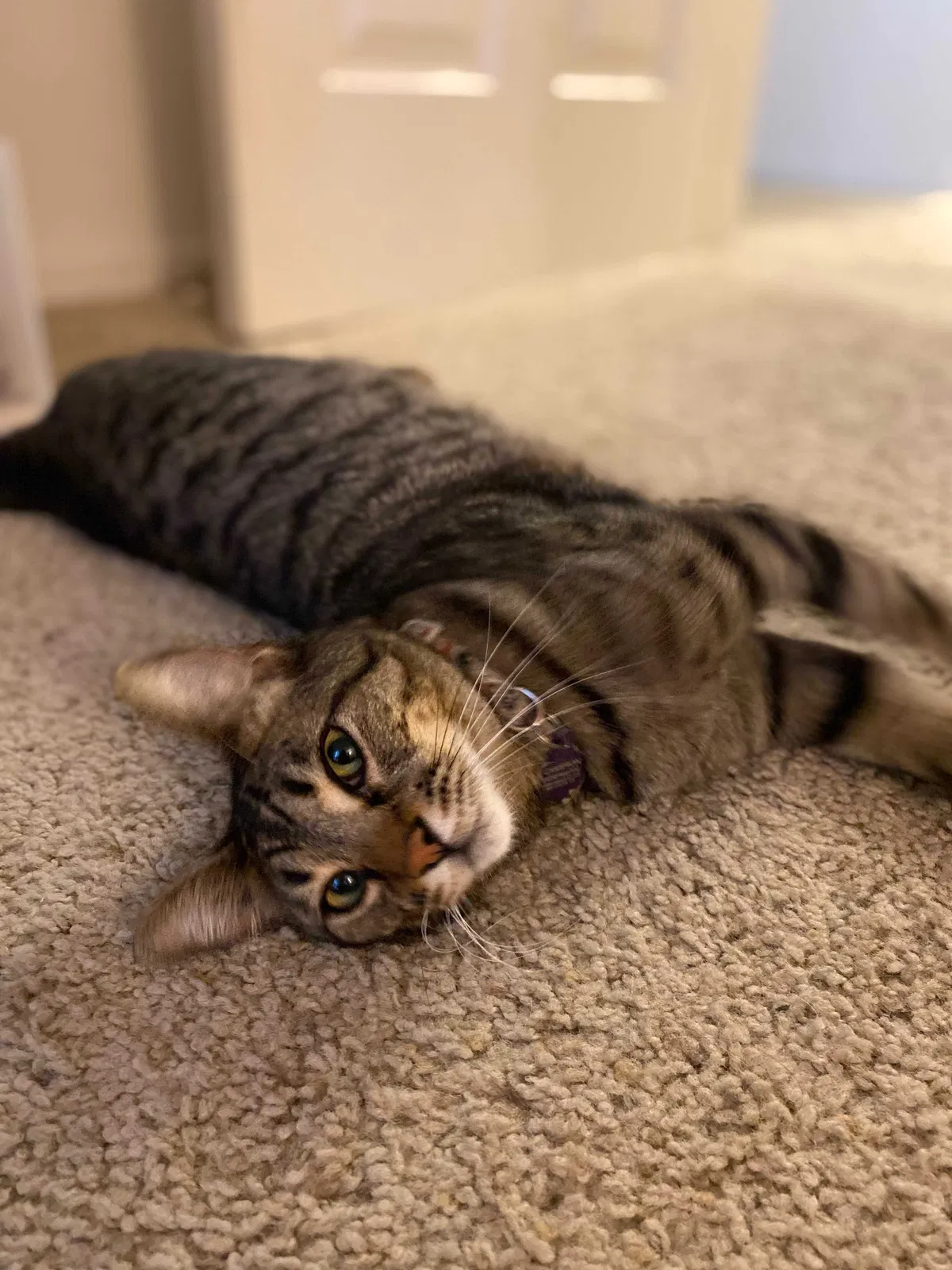 Lost cat in Tustin, CA, 92780