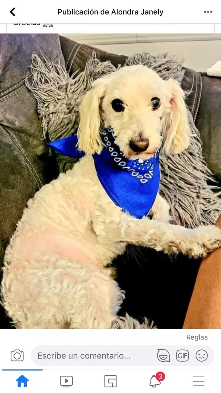 Lost dog in Tucson, AZ, 85713