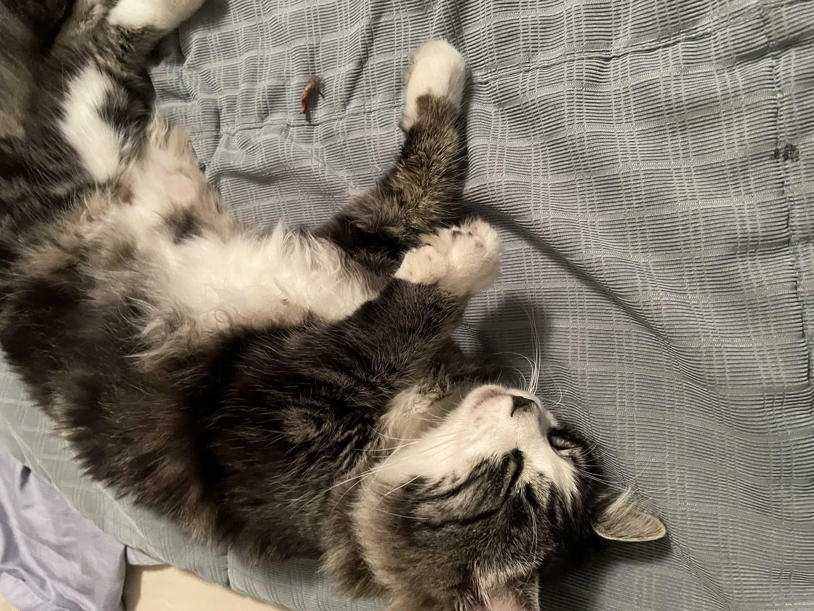 Lost cat in Tacoma, WA, 98424