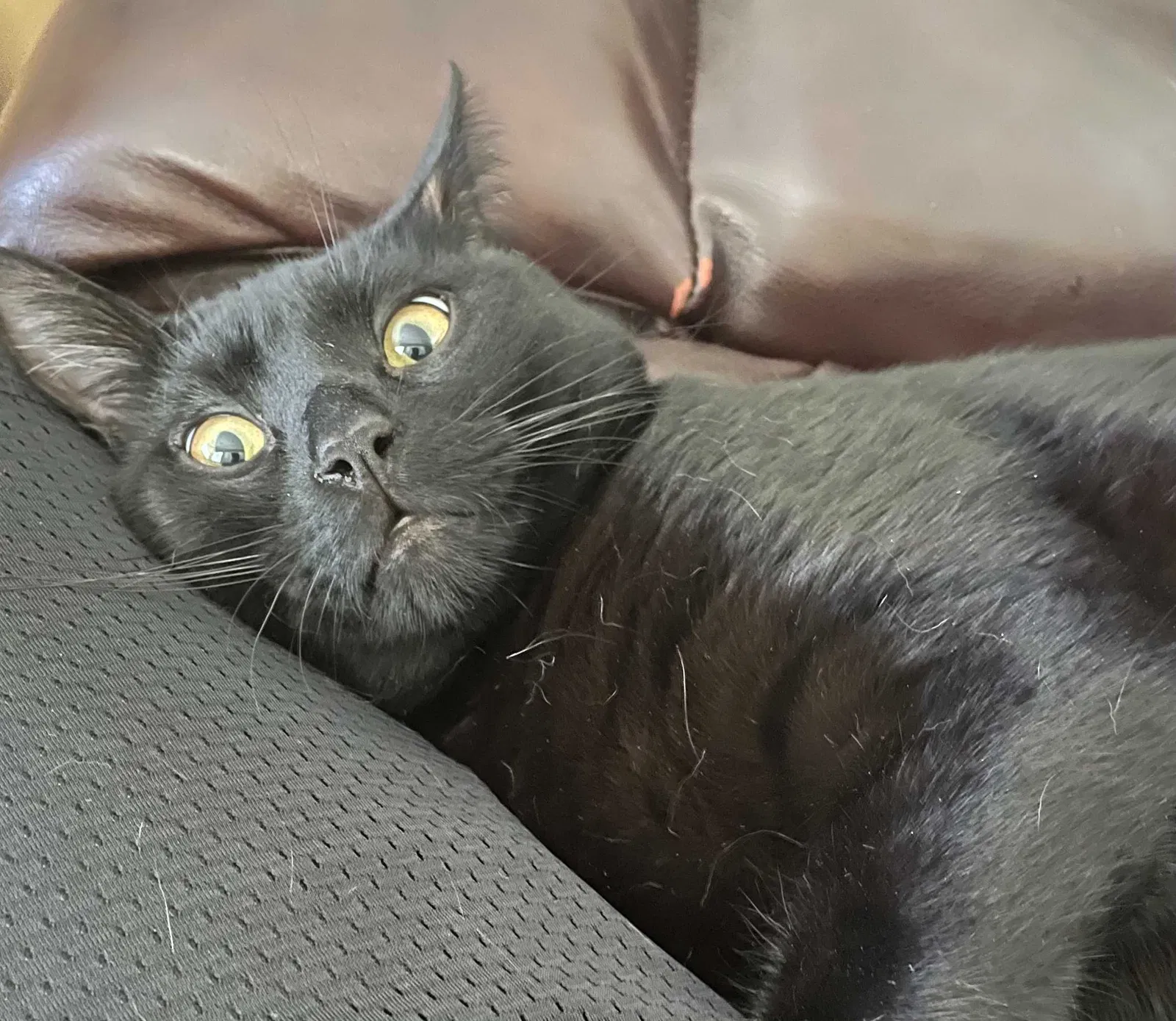 Lost cat in Temecula, CA, 92592