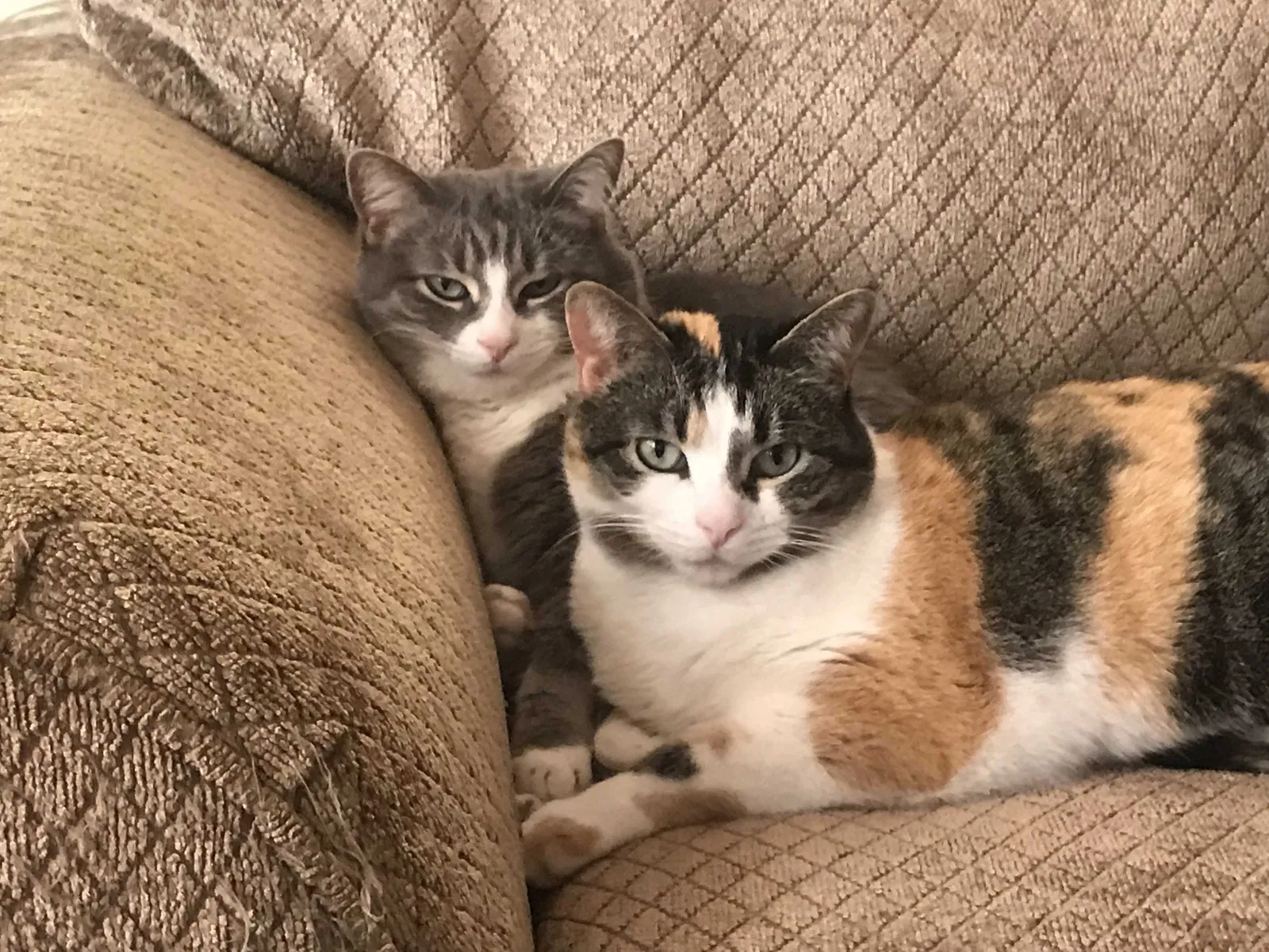 Lost cat in De Pere, WI, 54115