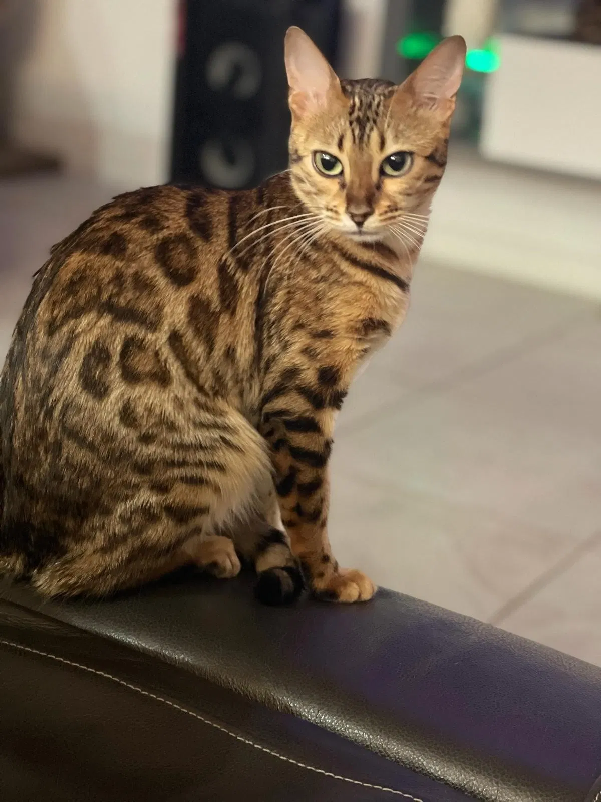 Lost cat in Miami, FL, 33157