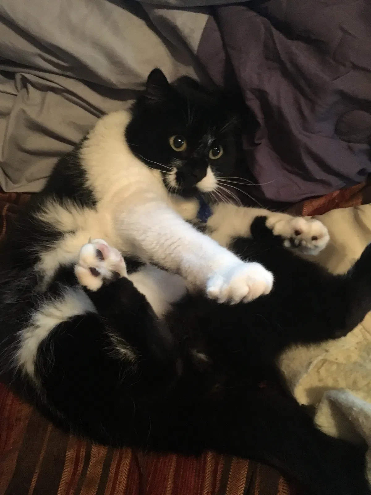Lost cat in Underwood, IA, 51576