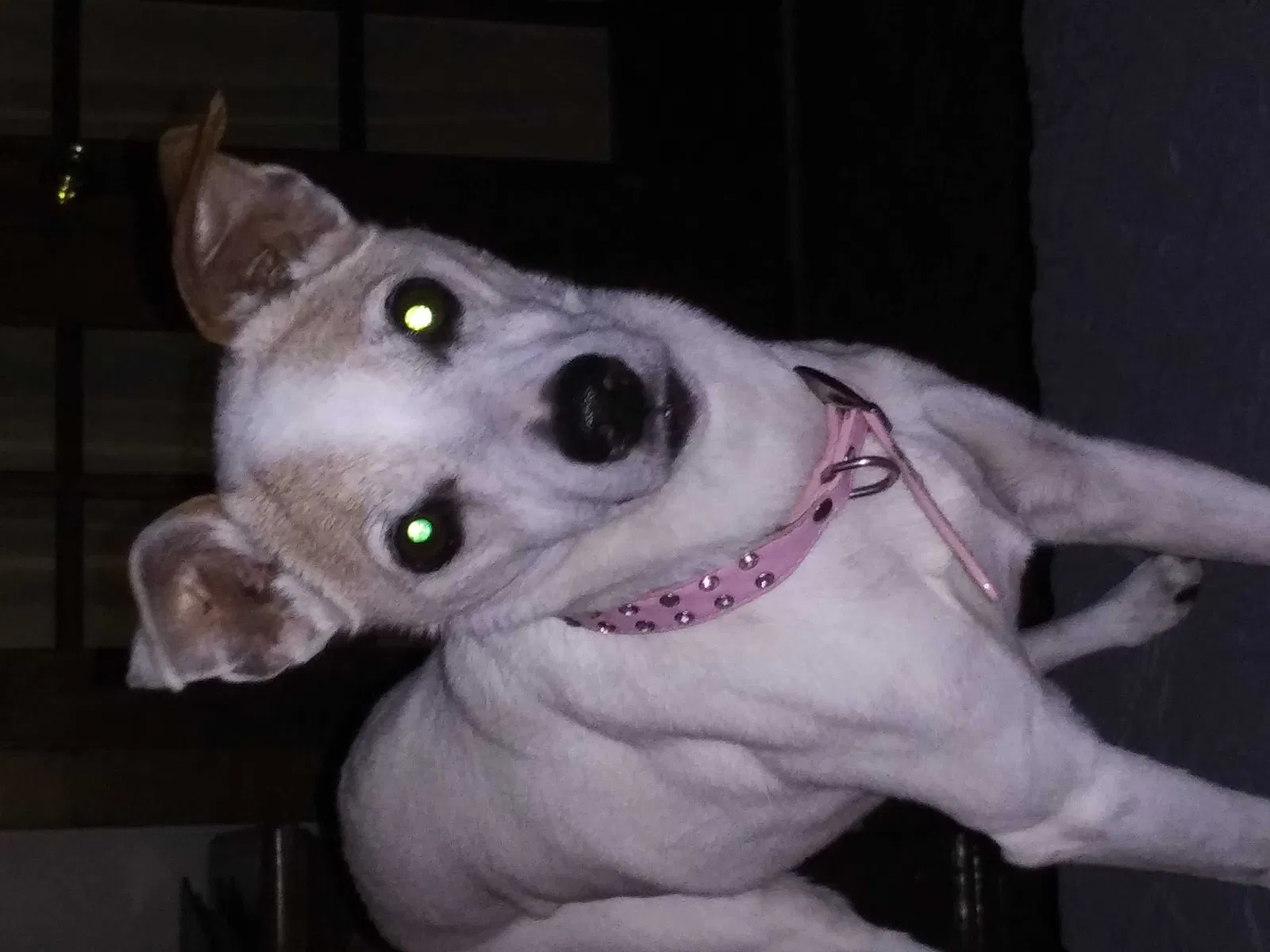 Lost dog in Versailles, MO, 65084