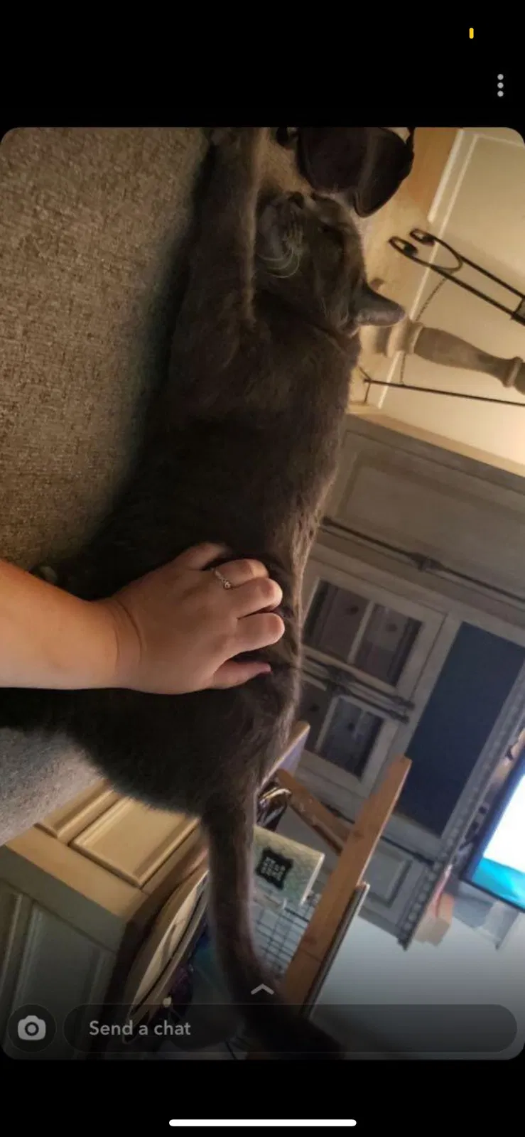 Lost cat in Kansas City, MO, 64117