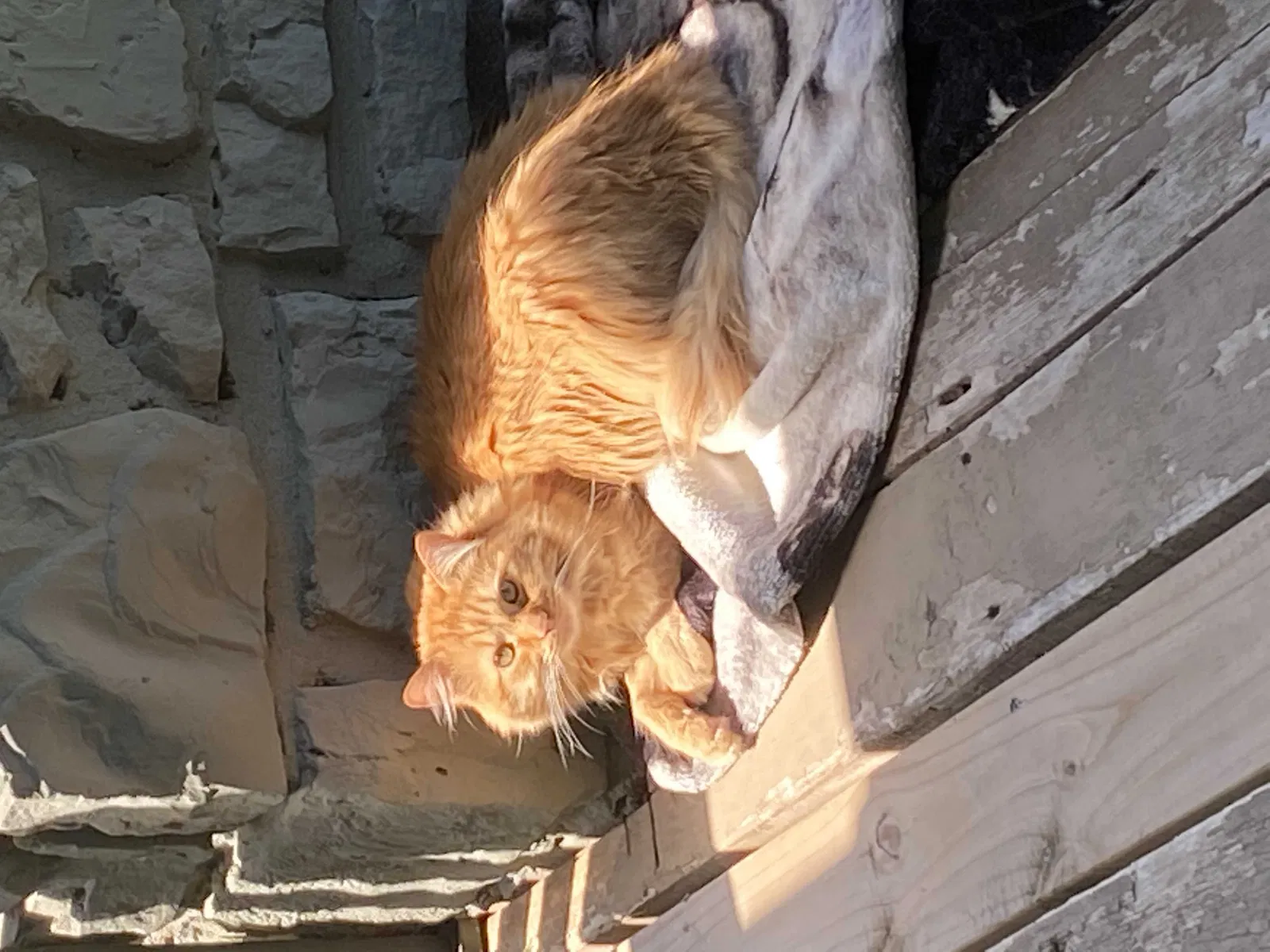 Lost cat in Tulsa, OK, 74136