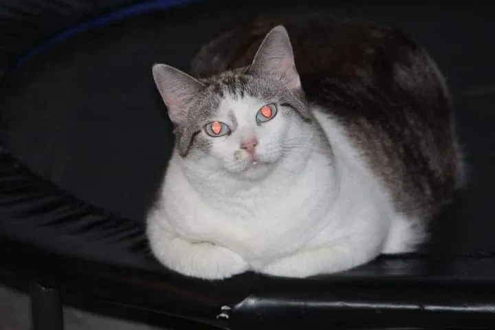 Lost cat in Stockbridge, GA, 30281