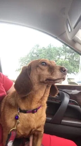 Lost dog in Harlingen, TX, 78550