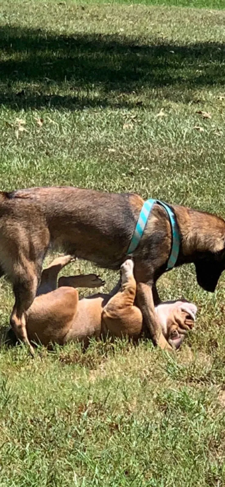 Lost dog in Mize, MS, 39116