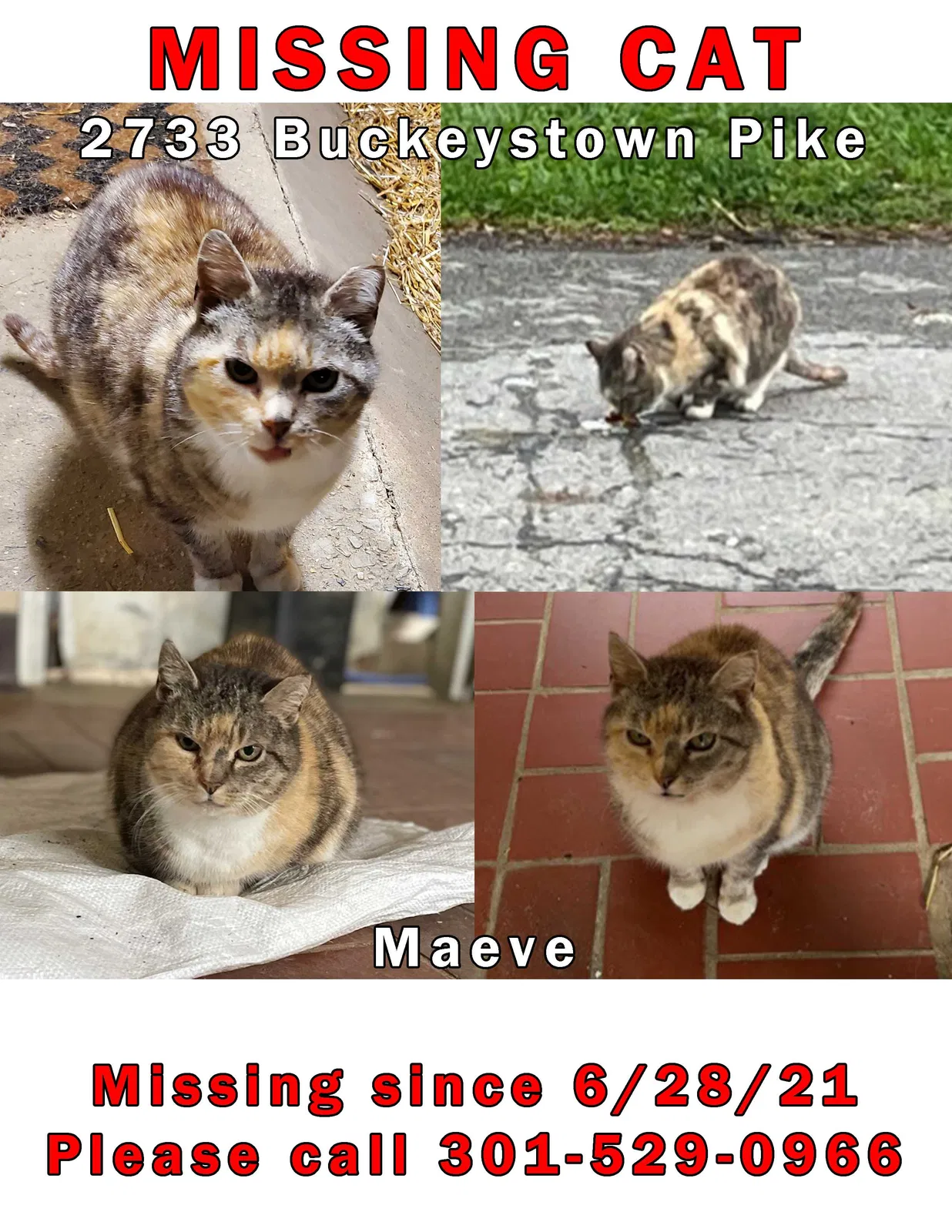 Lost cat in Adamstown, MD, 21710