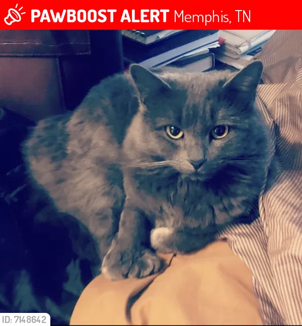 Lost cat in Memphis, TN, 38111