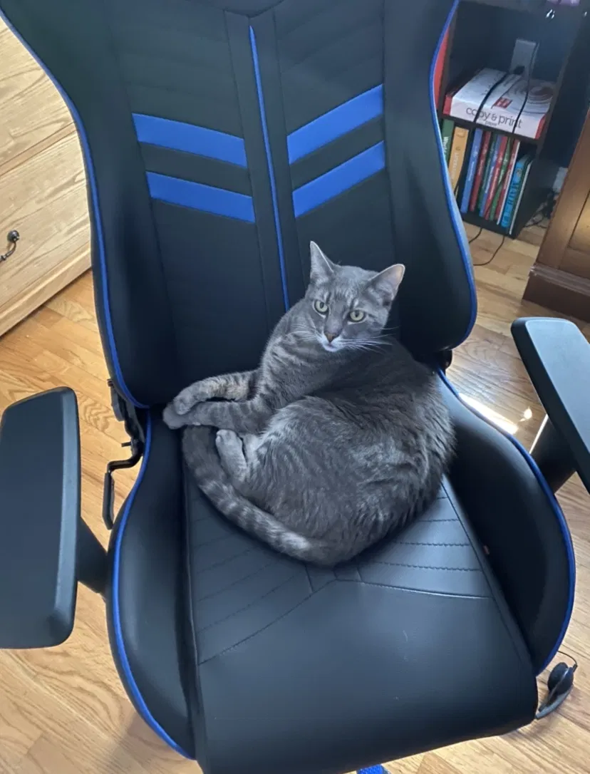 Lost cat in Delaware, OH, 43015