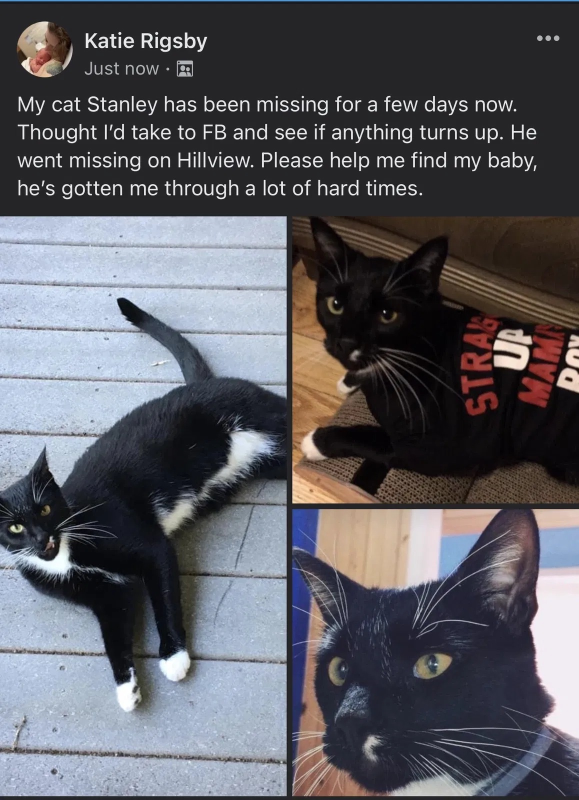 Lost cat in Tunnel Hill, GA, 30755