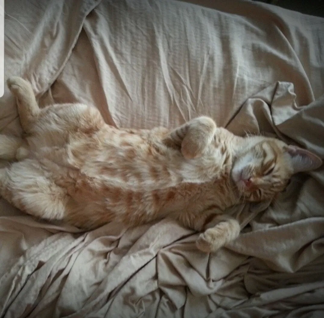 Lost cat in Corona, CA, 92880