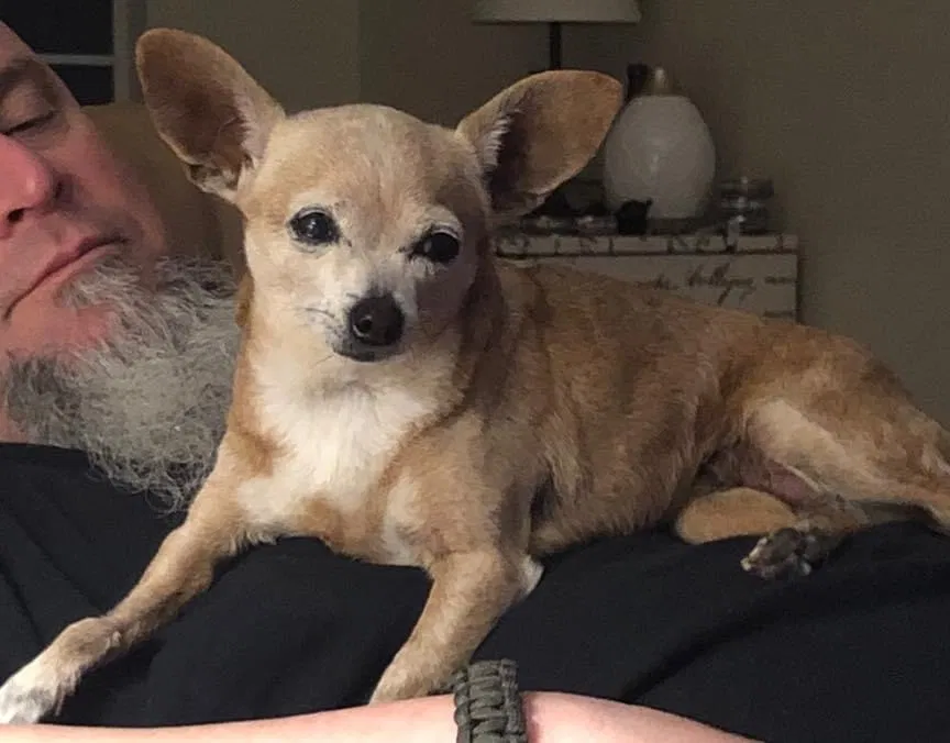Lost dog in Katy, TX, 77449