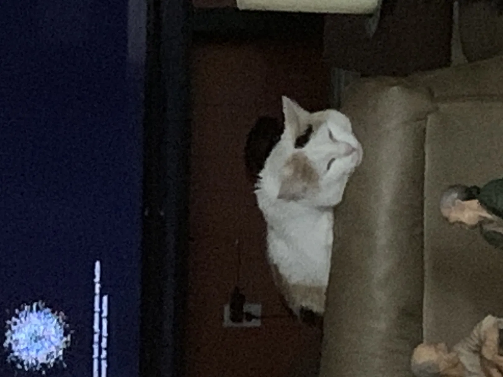 Lost cat in Azle, TX, 76020