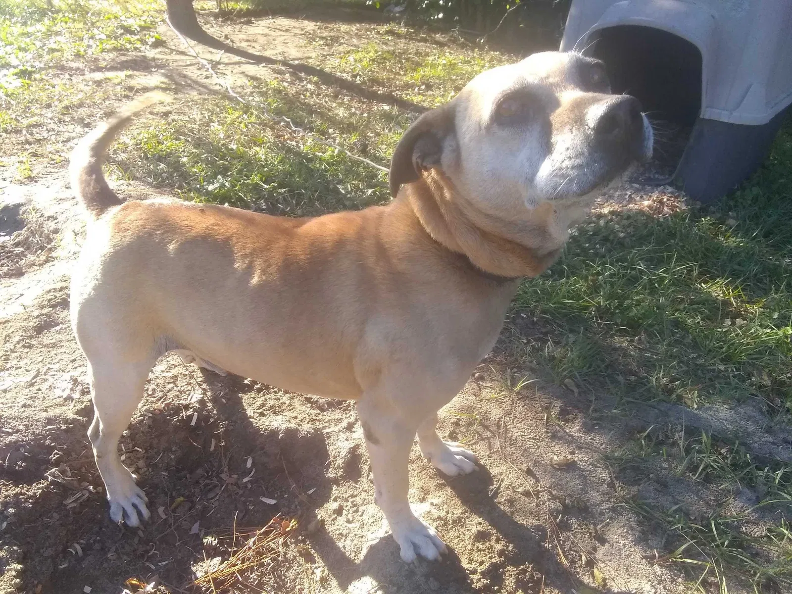 Lost dog in Macon, GA, 31217