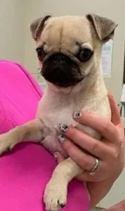 Lost dog in Spring, TX, 77382