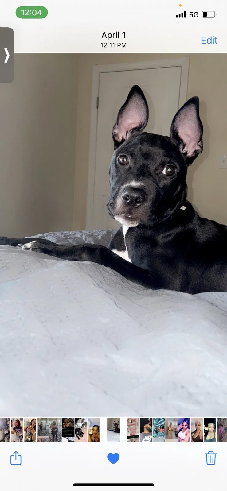 Lost dog in Indianapolis, IN, 46205