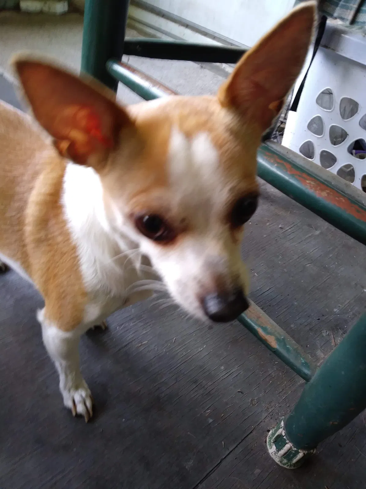 Lost dog in Shreveport, LA, 71106