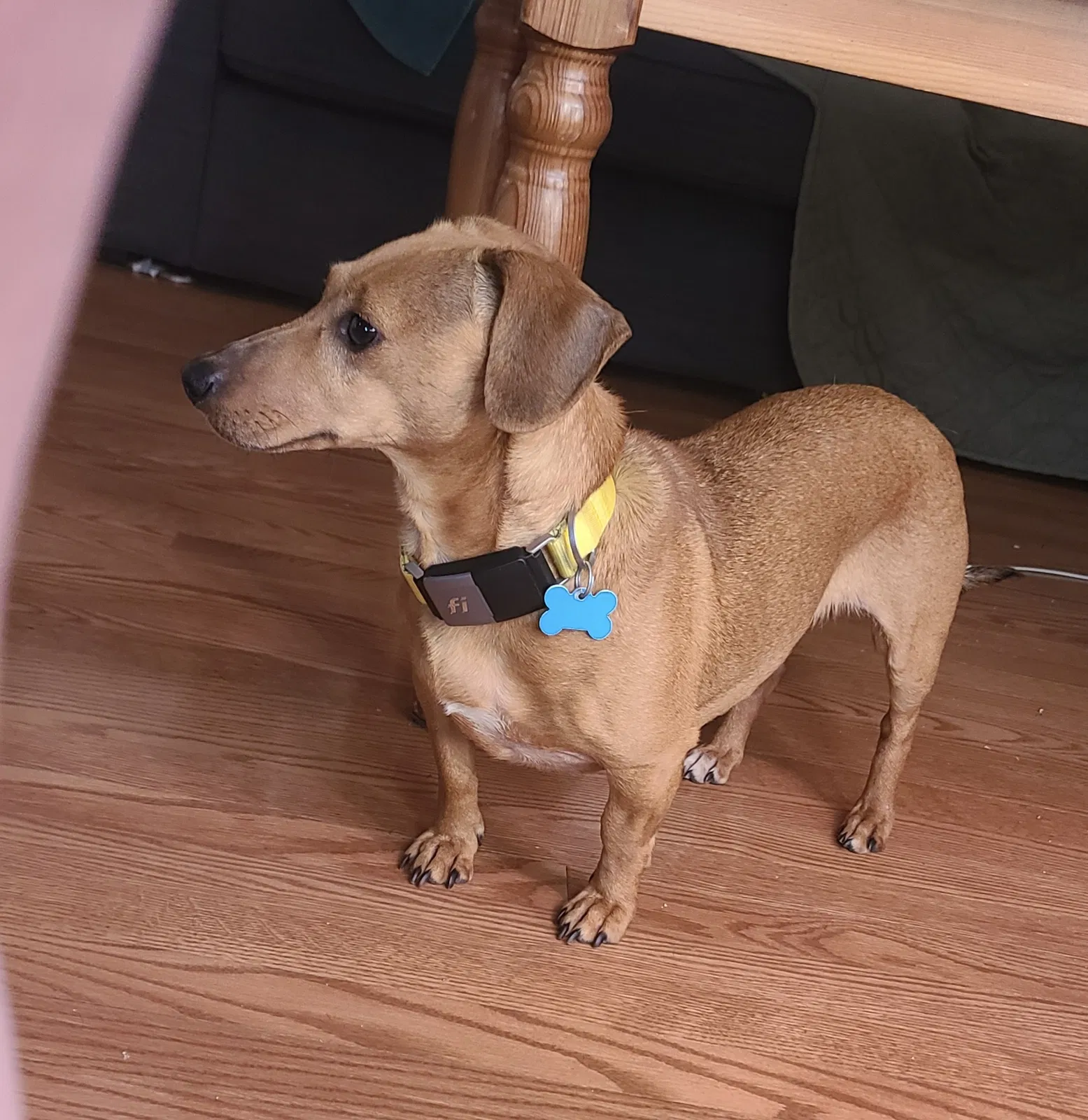 Lost dog in Milwaukee, WI, 53207