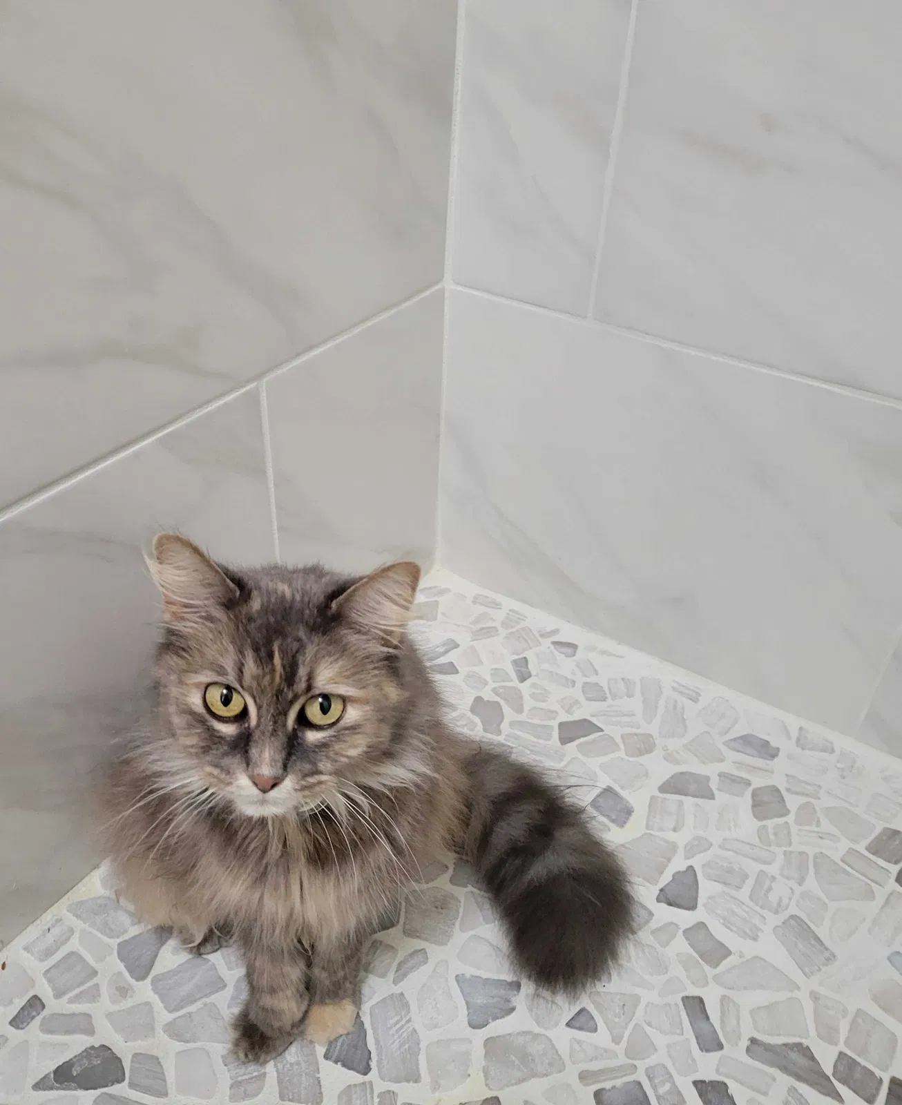 Lost cat in Winter Haven, FL, 33884