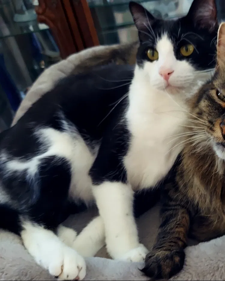 Lost cat in Draper, UT, 84020