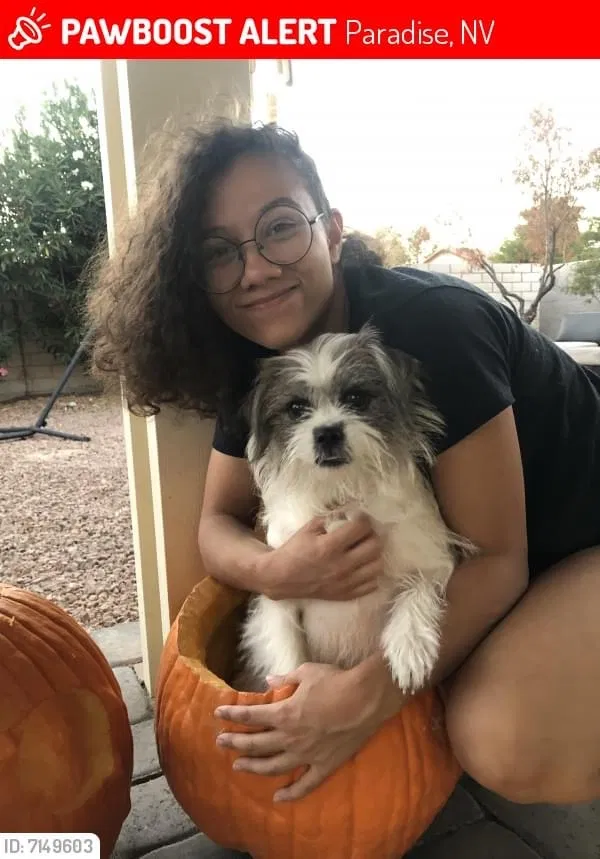 Lost dog in Las Vegas, NV, 89123