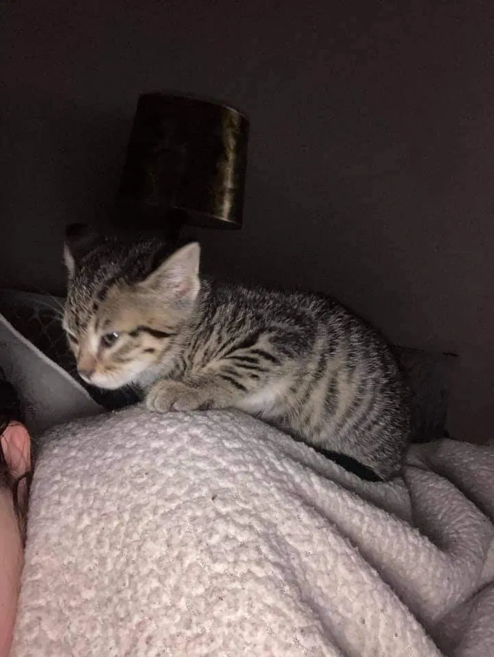 Lost cat in Norman, OK, 73072