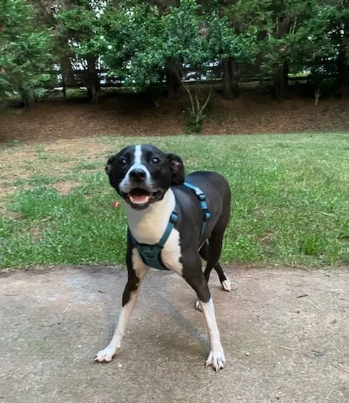 Lost dog in Charlotte, NC, 28216