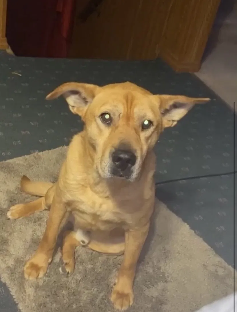 Lost dog in Chicago, IL, 60634