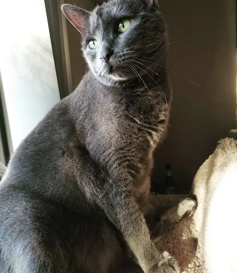 Lost cat in Saint Paul, MN, 55117