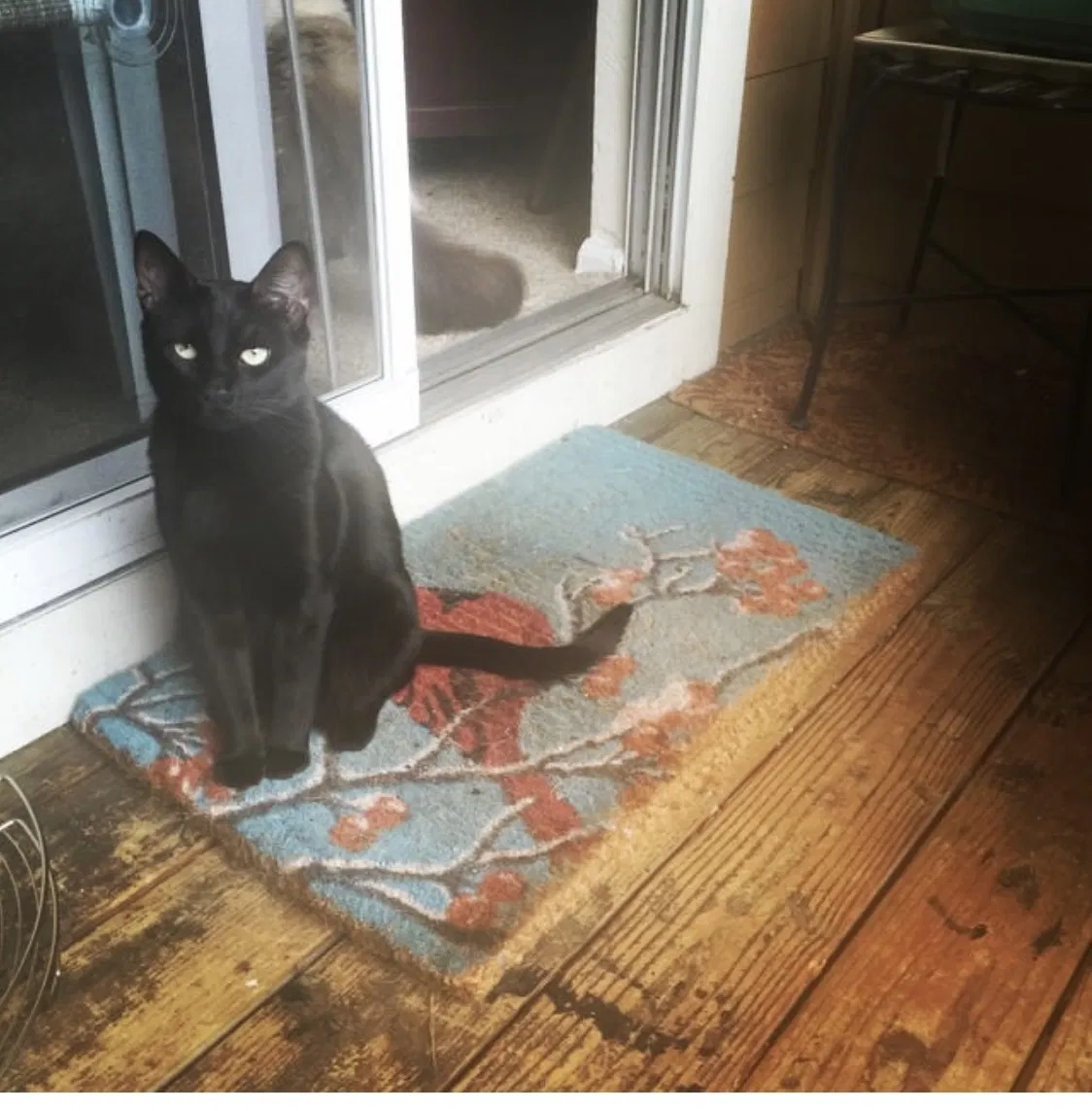 Lost cat in Littleton, CO, 80127