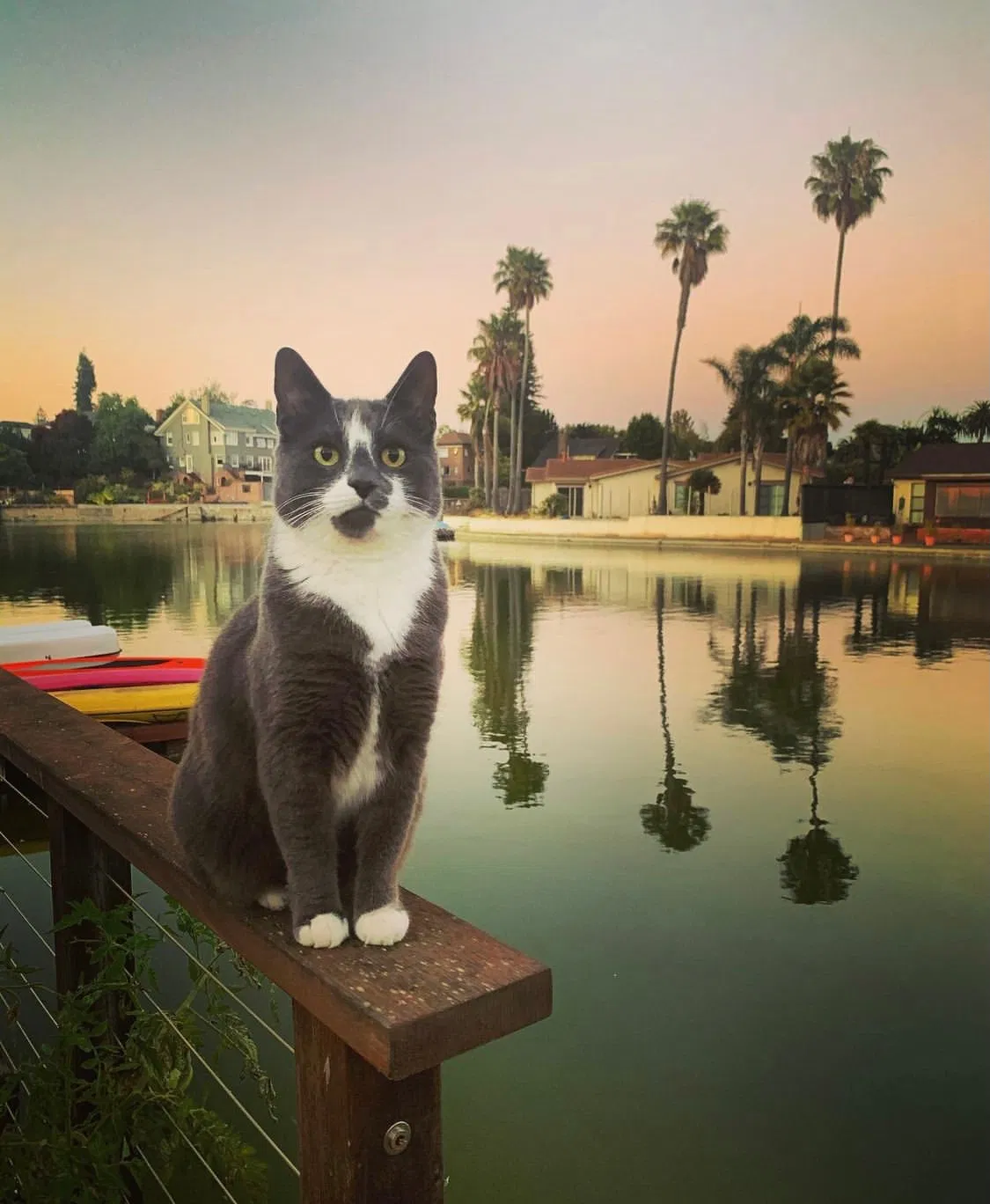 Lost cat in Alameda, CA, 94501
