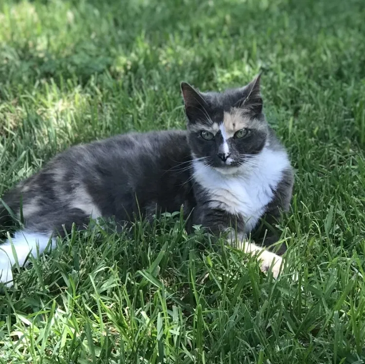 Lost cat in Converse, TX, 78109