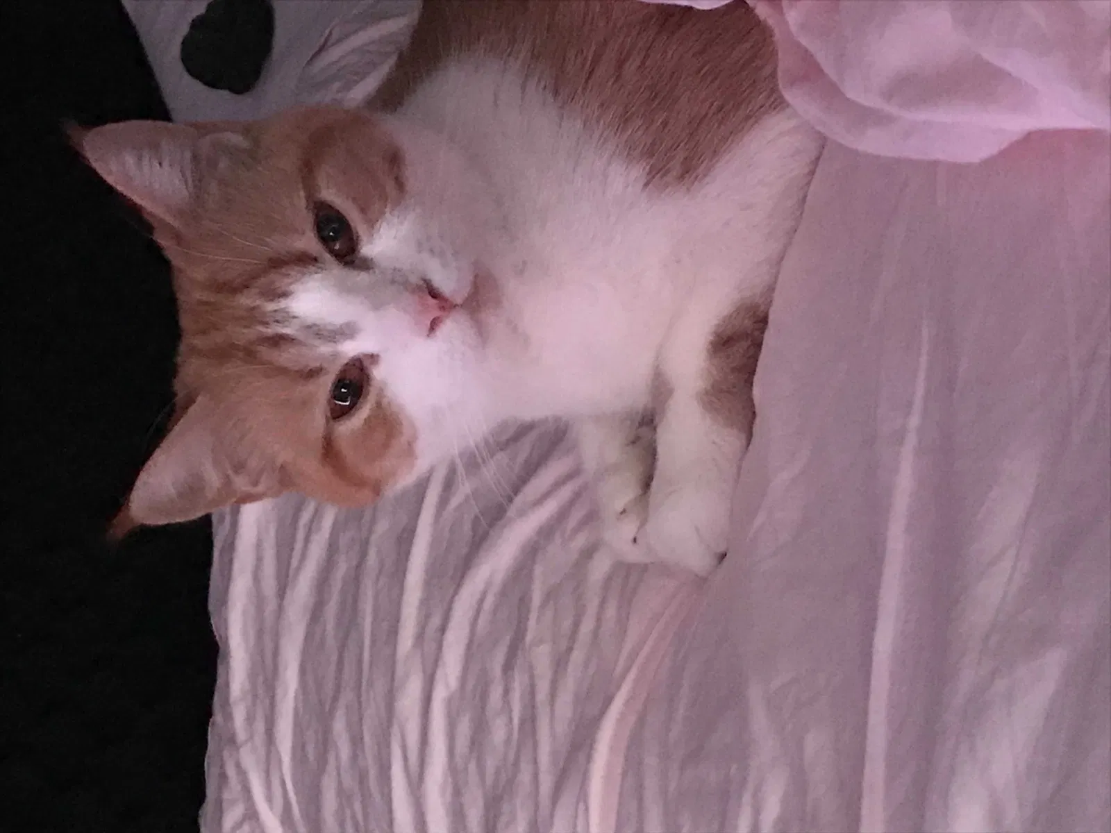 Lost cat in Dallas, TX, 75253