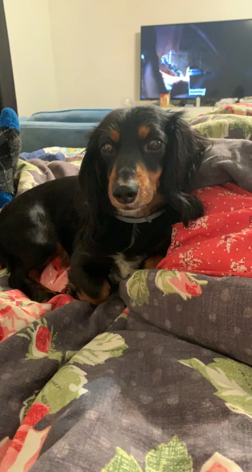 Lost dog in Denison, TX, 75021