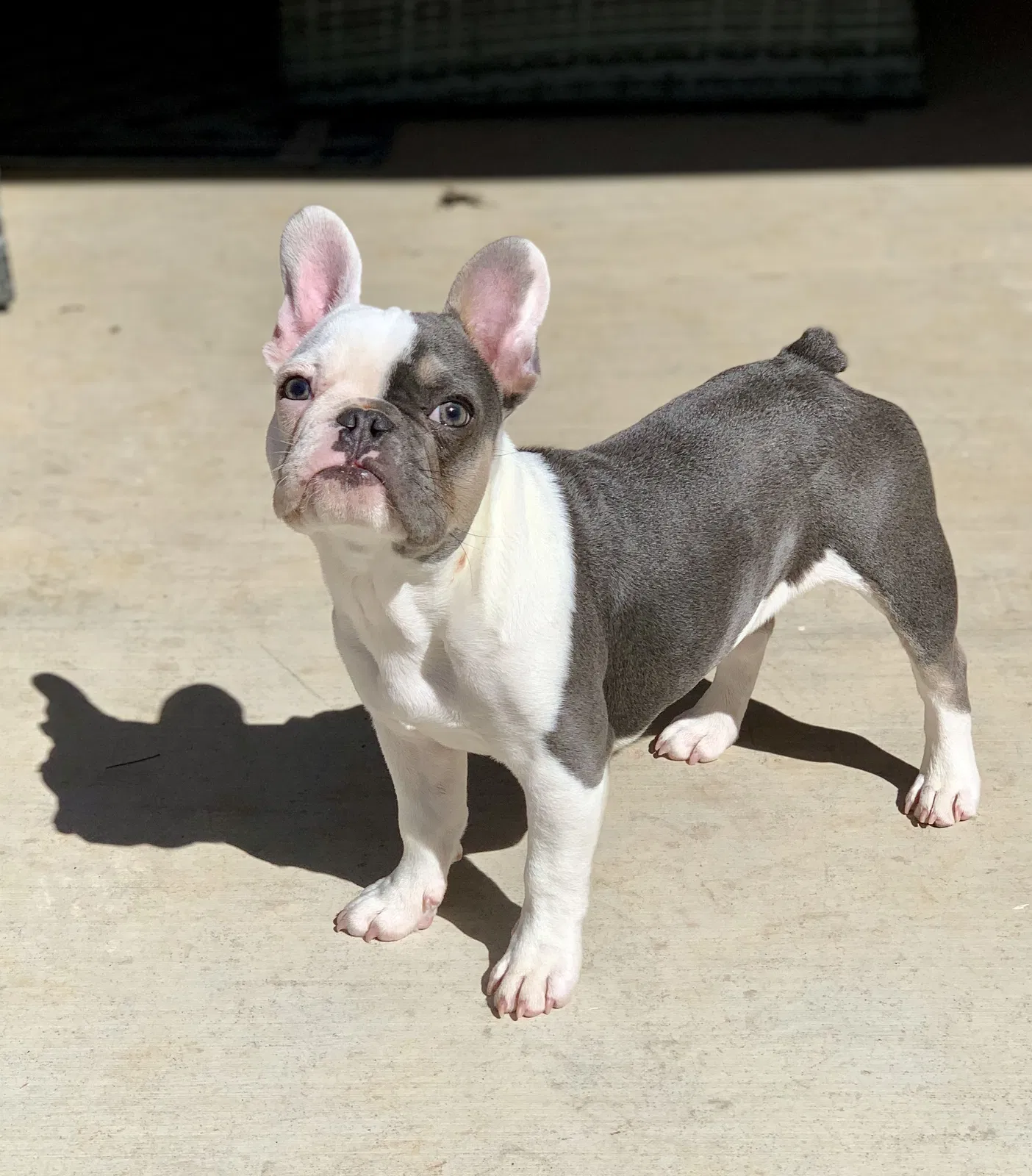 Lost dog in Pearl, MS, 39208