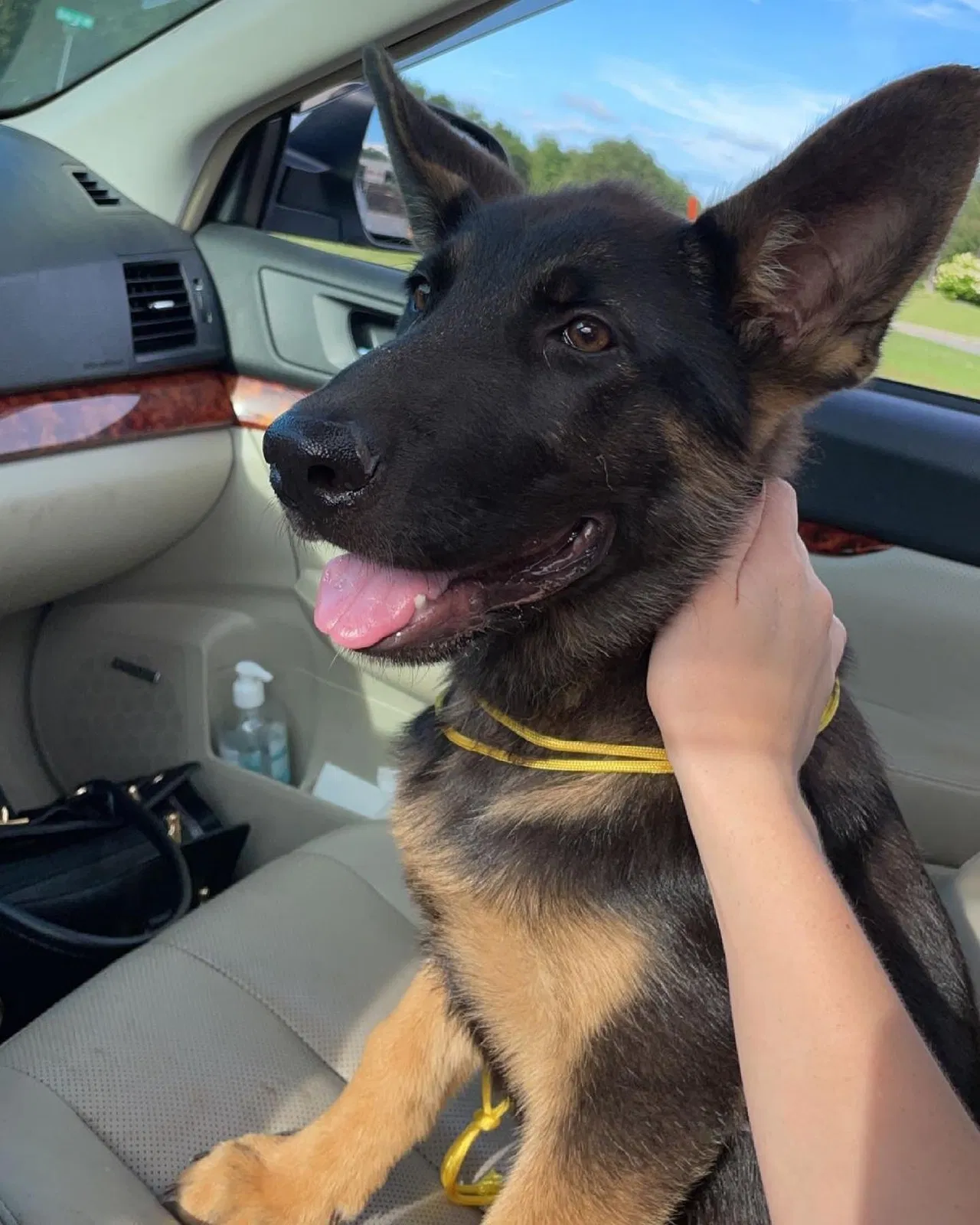 Lost dog in Falkville, AL, 35622