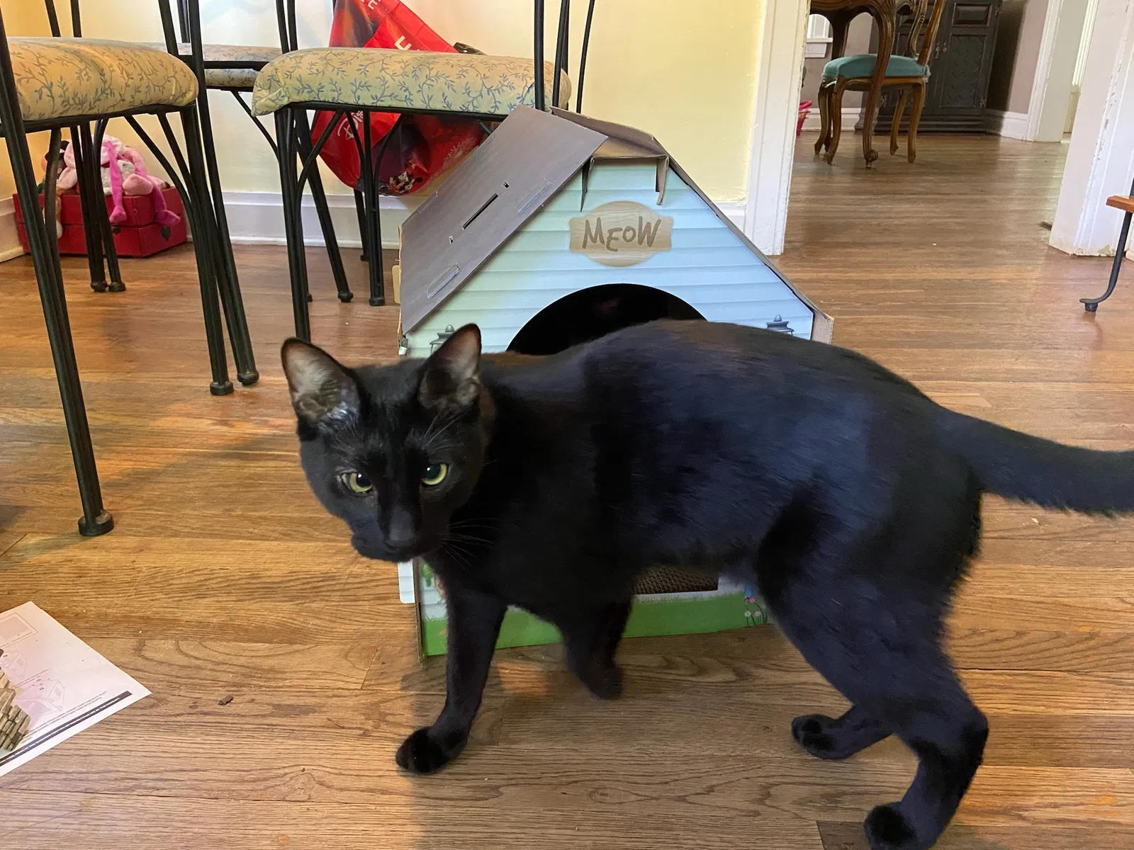 Lost cat in Kansas City, MO, 64113