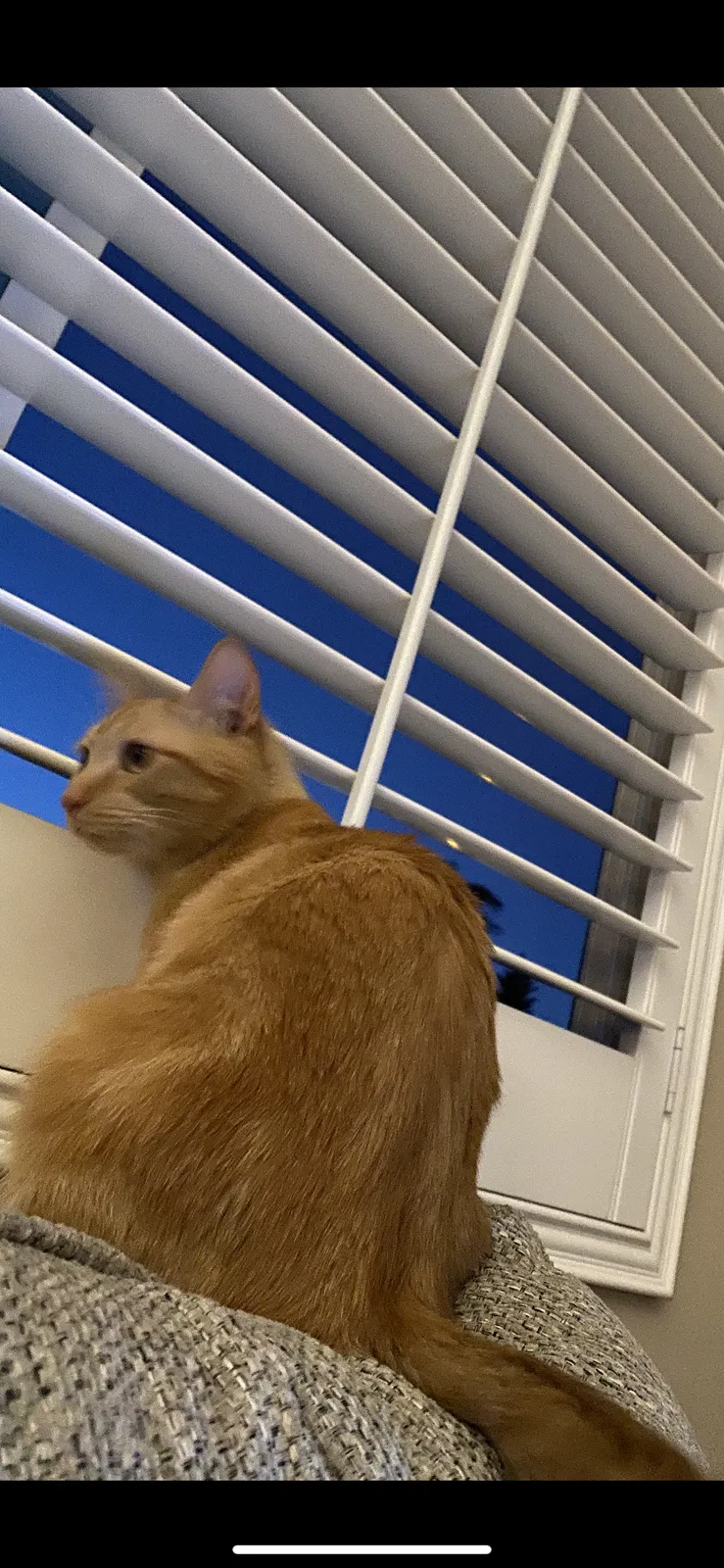 Lost cat in Riverside, CA, 92505