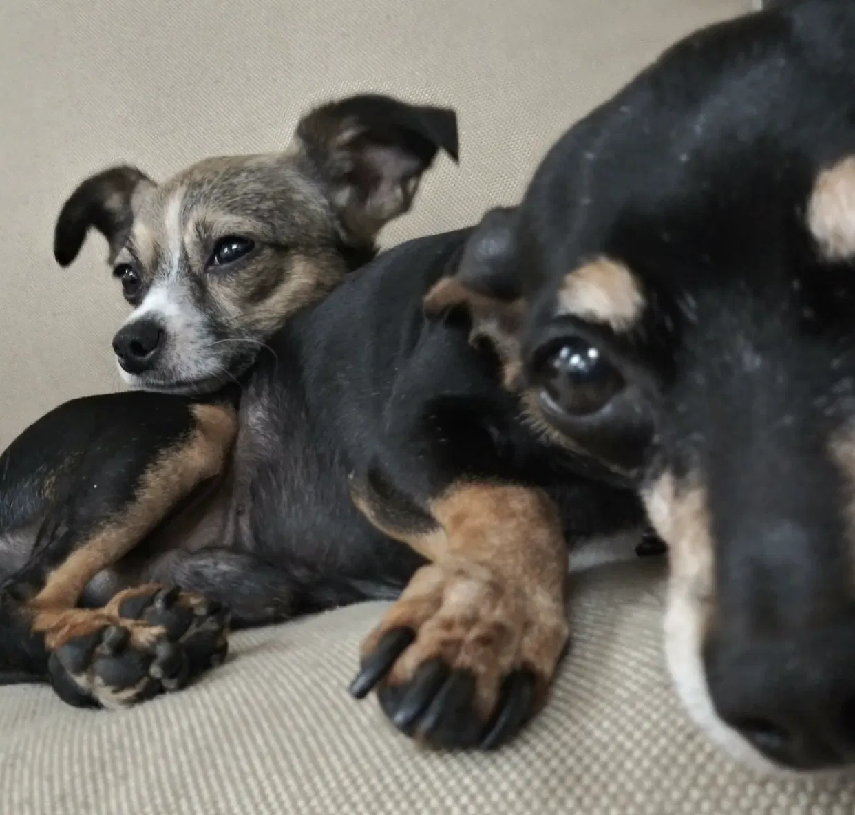Lost dog in Hialeah, FL, 33010