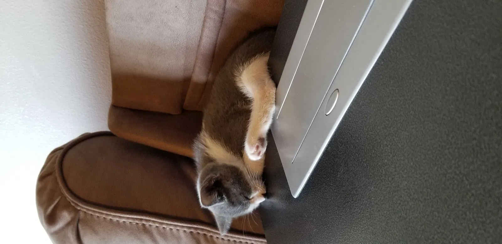 Lost cat in Skiatook, OK, 74070