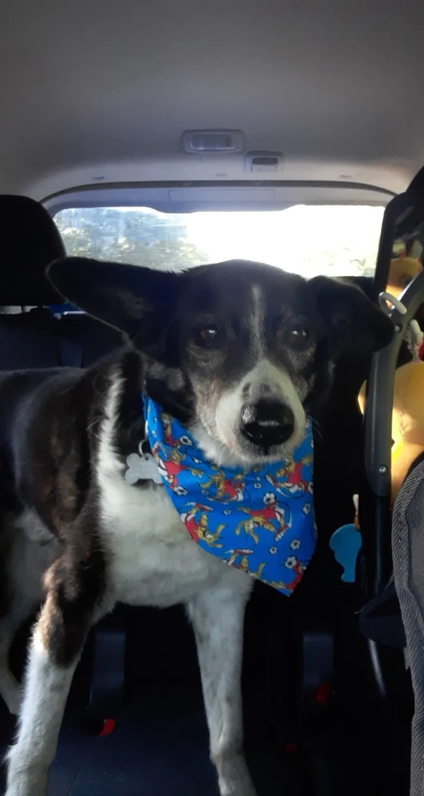 Lost dog in Schuylkill Haven, PA, 17972
