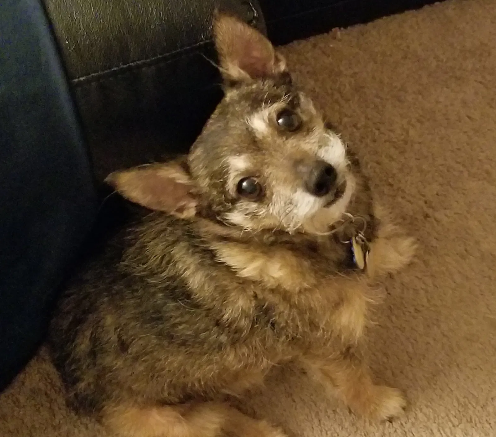 Lost dog in Fayetteville, NC, 28301