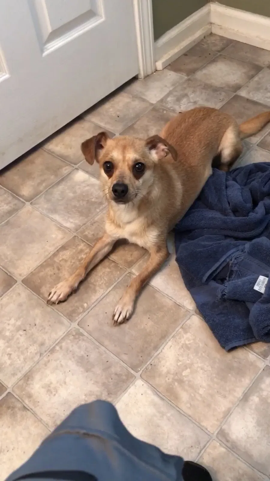 Lost dog in Dalton, GA, 30721